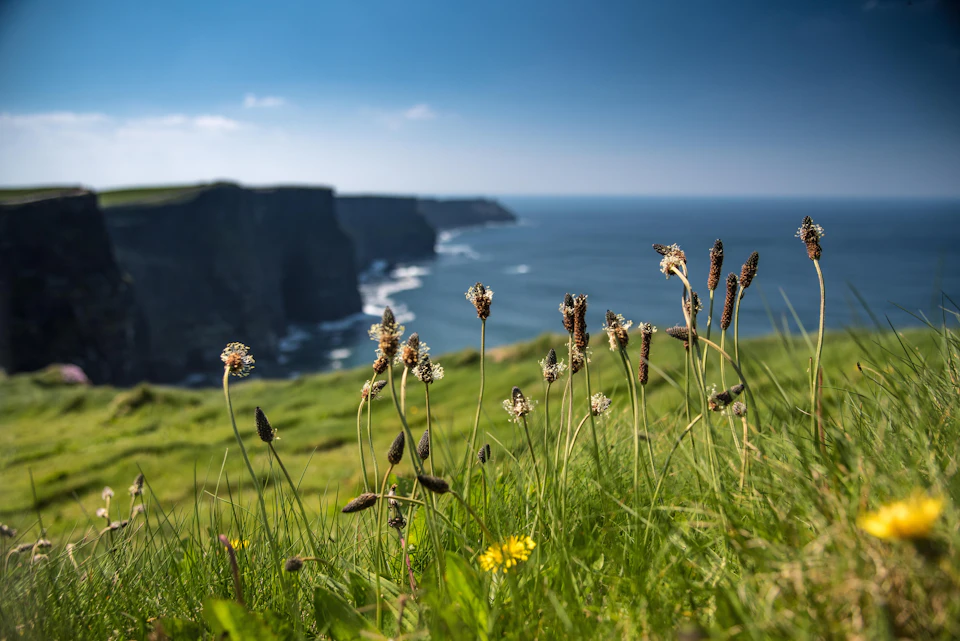Wildflowers in the foreground with cliffs and ocean extending to the horizon under a clear blue sky.