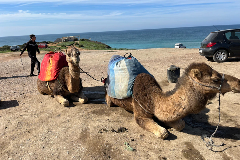 Two camels with colorful saddle bags rest on a sandy beach with the ocean and a clear sky in the background.