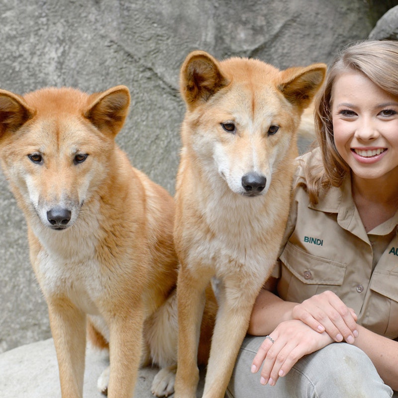 オーストラリア動物園 ファストレーン入場 送迎 オーストラリア動物園 ファストレーン入場 送迎