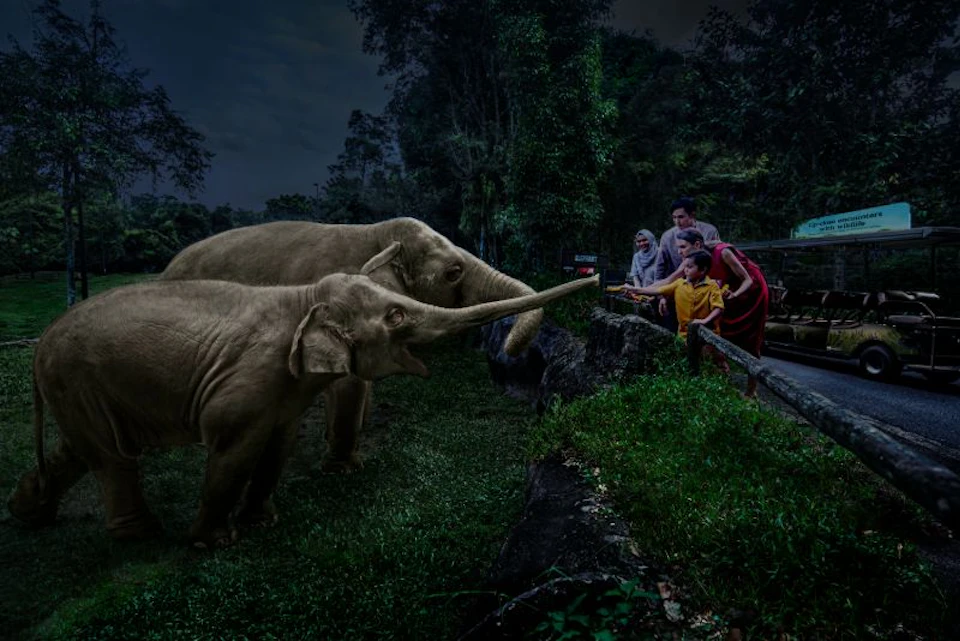 Two elephants reach out with their trunks towards a group of people standing behind a barrier, set in a lush, forested area.
