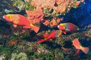 Excursões de Vários Dias a partir de Gozo