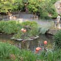 Guests walking past six flamingoes standing in water.