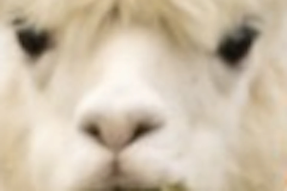 A person feeding a group of alpacas on a grassy hill overlooking a scenic body of water and distant hills.
