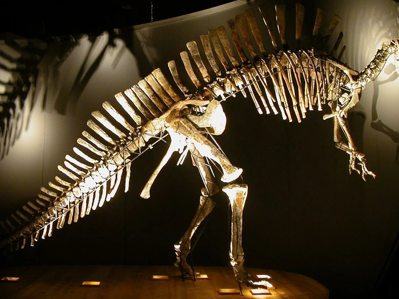 Natural History Museum (Museo di Storia Naturale): Entry ticket