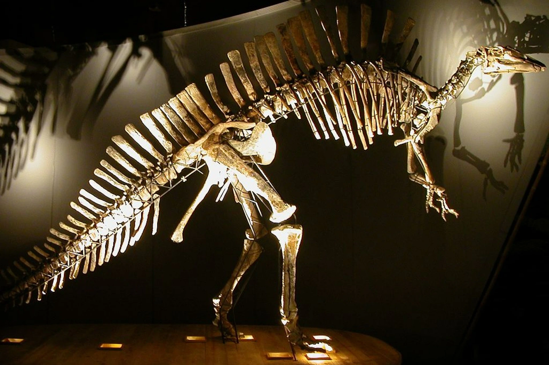 dinosaur