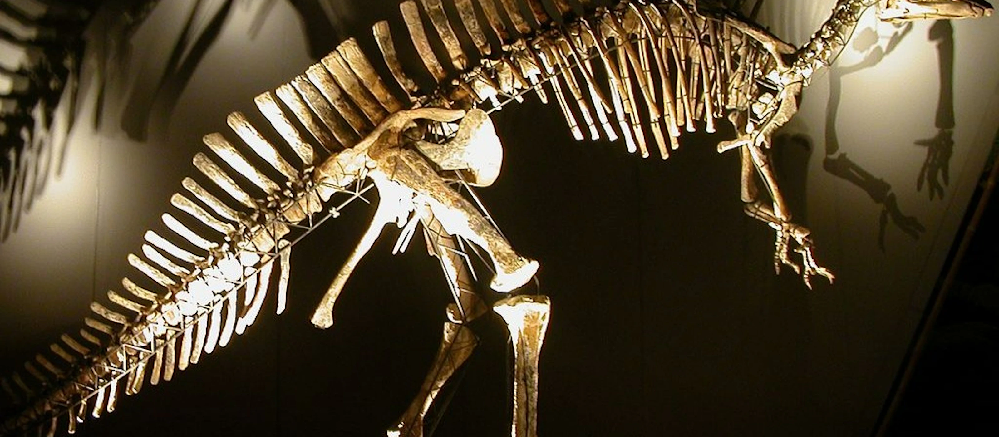 Naturhistorisches Museum (Museo di Storia Naturale): Eintrittskarte