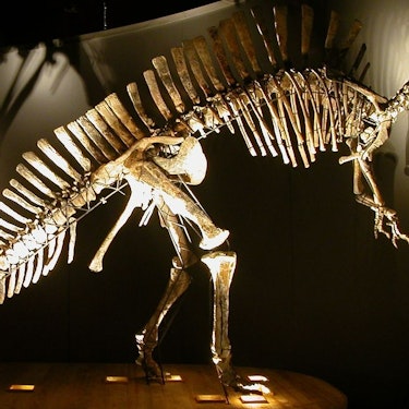 Venice Natural History Museum Tickets