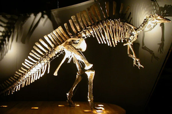 Canal Grande rondvaart Venetië