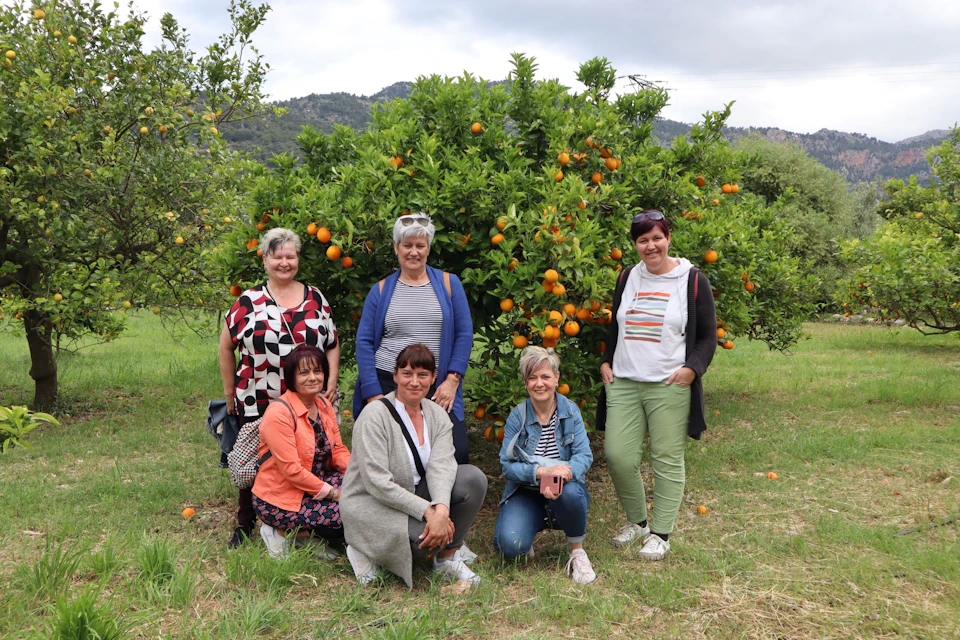 Orangenfam bei Soller