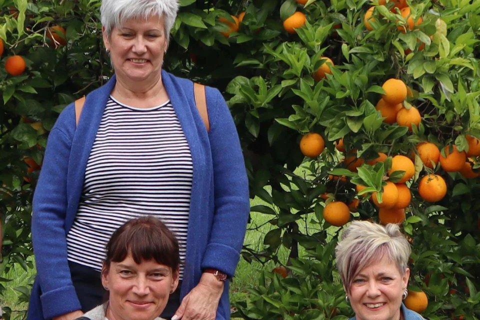 Orangenfam bei Soller