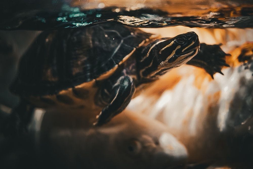 Un primer pla d'una tortuga nedant a l'aigua, amb reflexos de llum visibles a la seva closca i un peix nedant a prop.