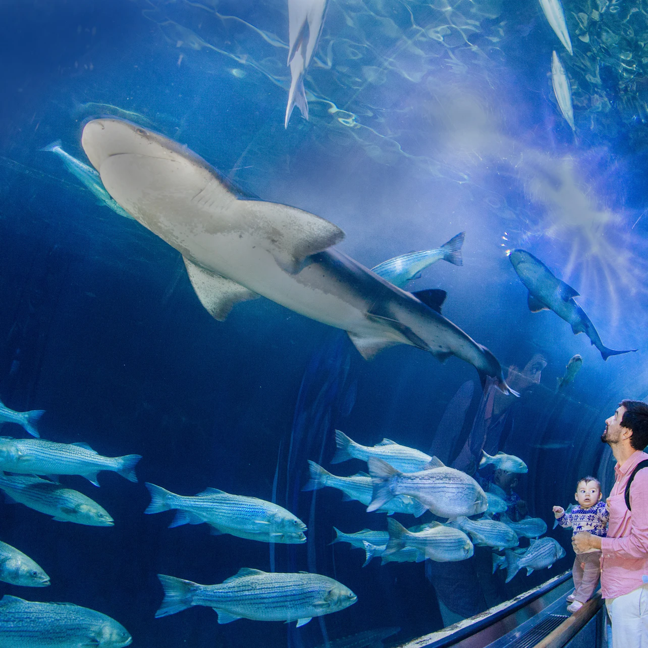Aquarium of the Bay: Entry Ticket in San Francisco β Tiqets