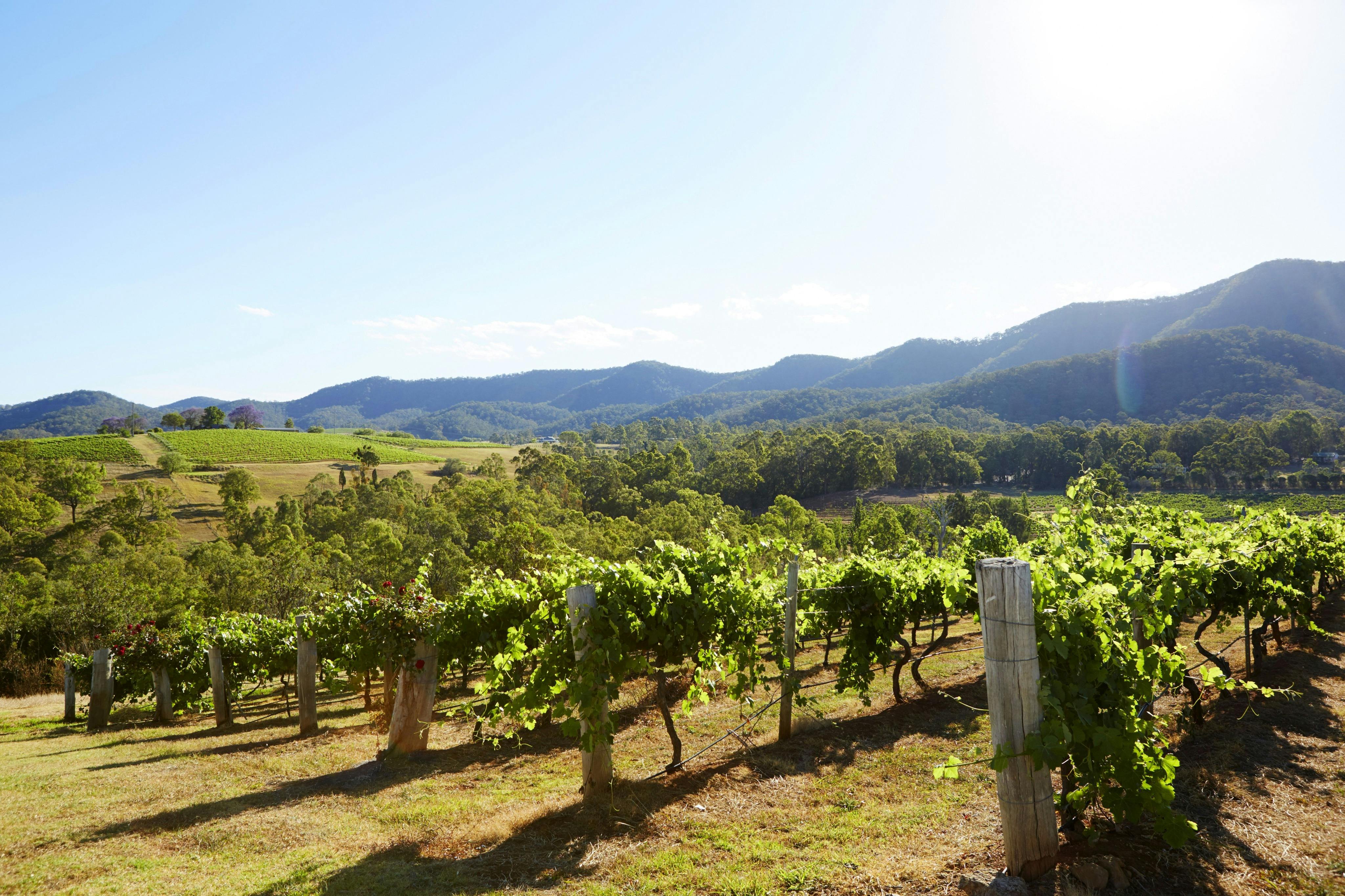 Hunter Valley: Guided Day Tour from Sydney + Lunch & Wine + Winery Visit - Photo 7