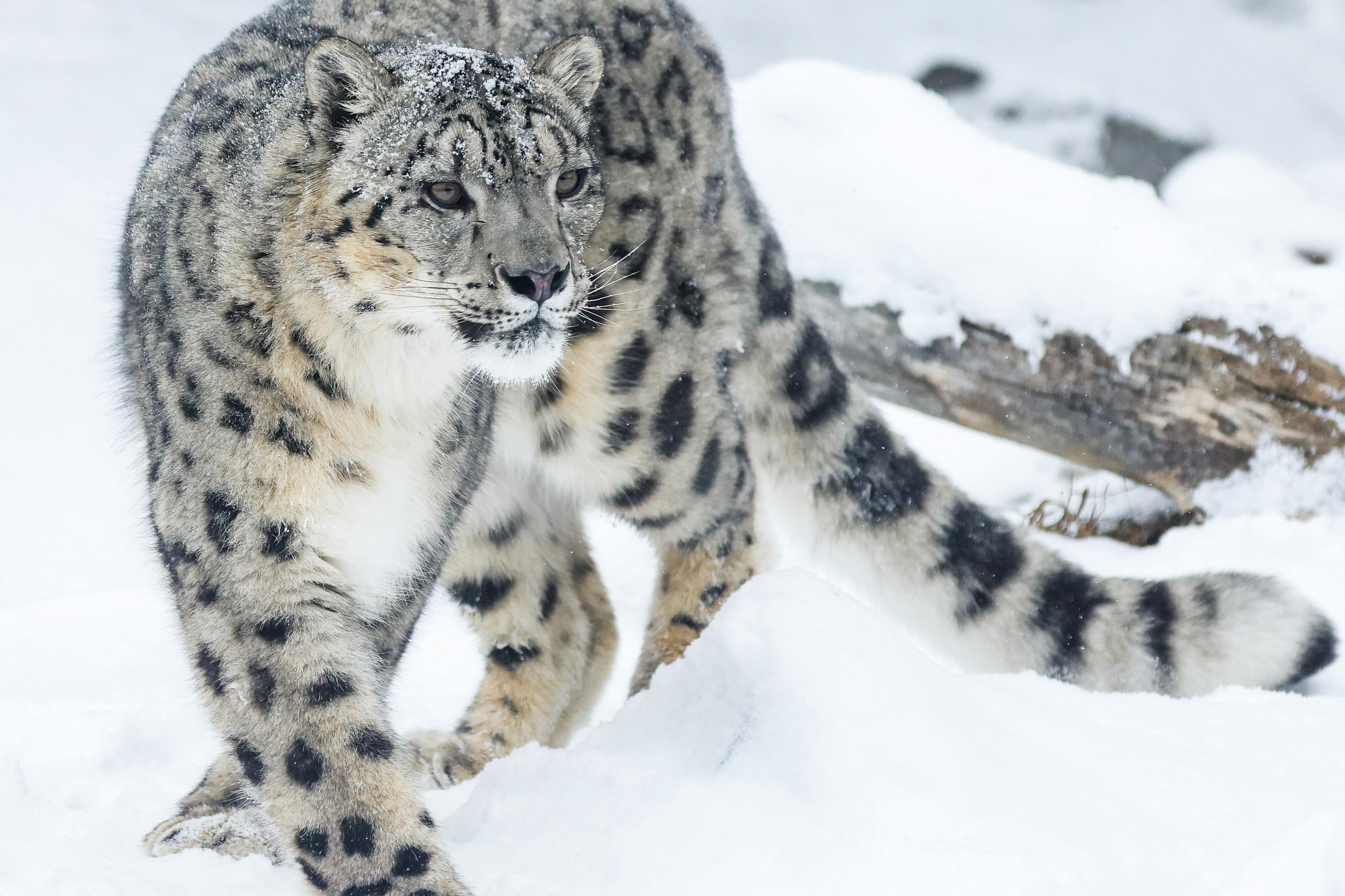점박이 코트가 달린 눈표범이 설원을 거닐고 있으며, 통나무가 배경으로 보입니다.