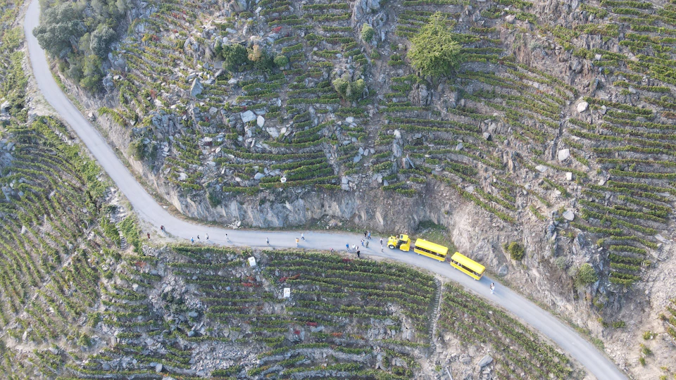 Aerial view of terraced vineyards with a road and two yellow vehicles, surrounded by people walking along the path.
