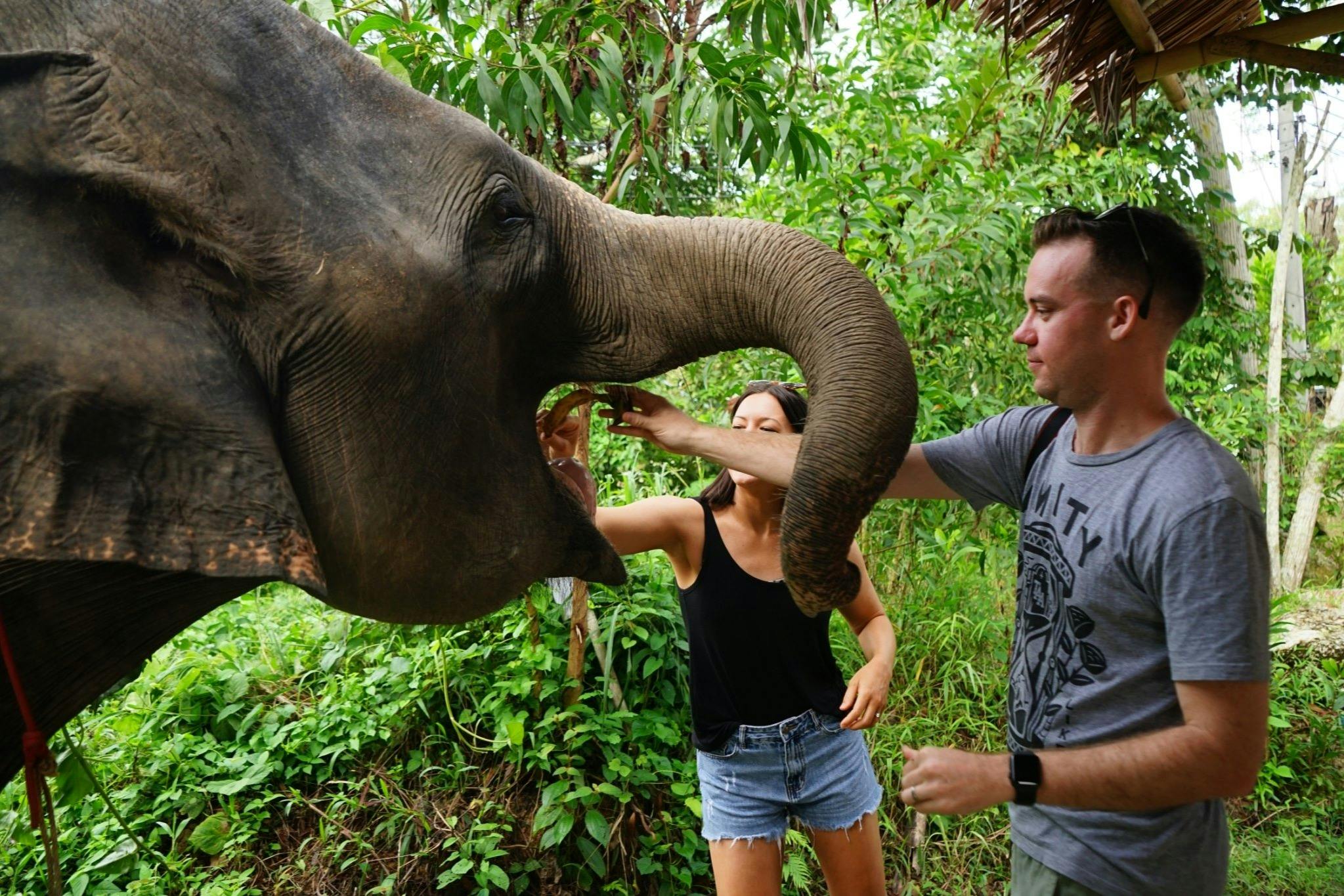 울창하고 푸른 환경에서 손으로 코끼리를 먹이는 두 사람. 코끼리의 몸통이 그들을 향해 뻗어 있습니다.