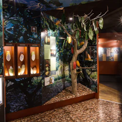 En utställning som visar kakao med visade kakaokapslar, en trädmodell, informationspaneler och en suddig figur som går förbi.