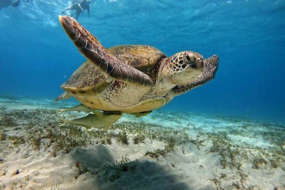 šnorchlování_s_želvami_marsaalam