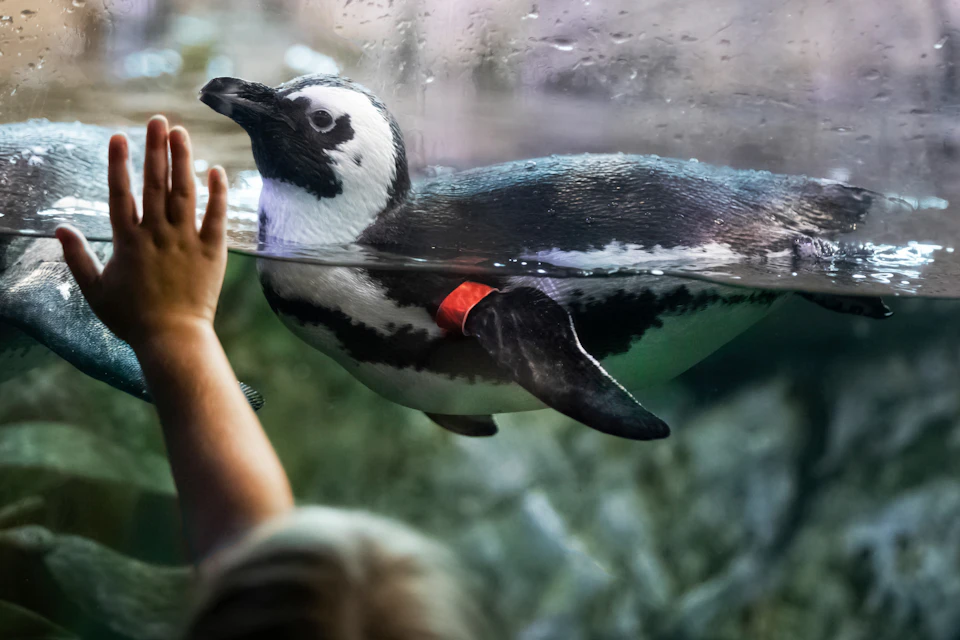 Penguin