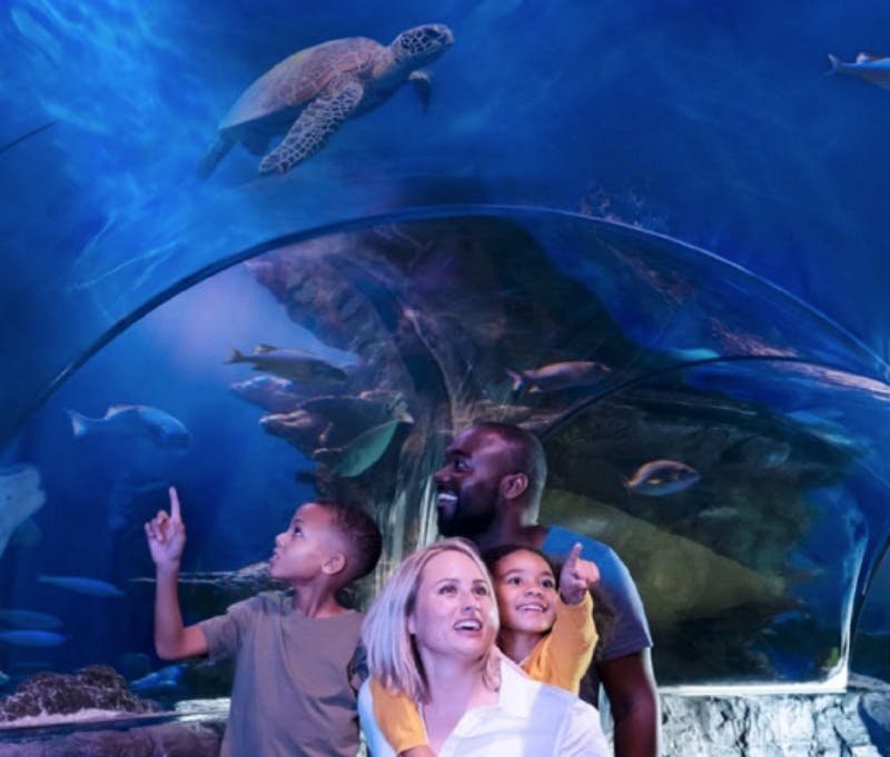 4人家族が水族館のトンネルの中を泳いでいる海の生き物を見上げ、指差します。