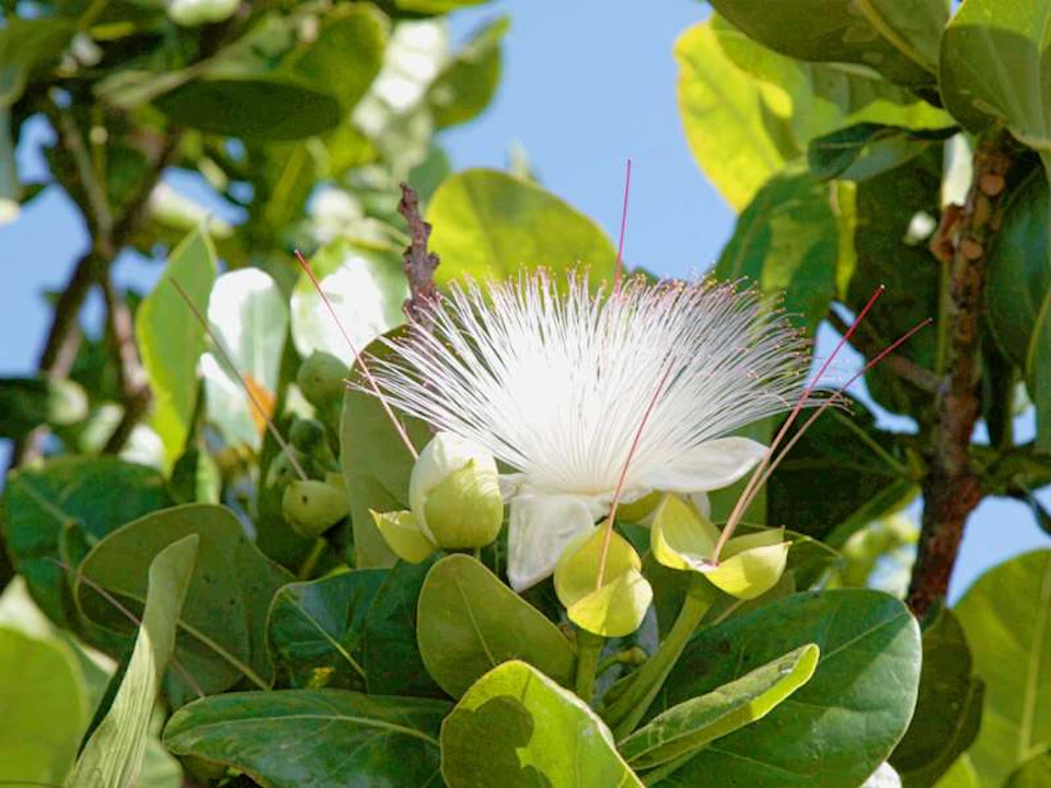 A white flower with thin, spiky petals and surrounded by lush green leaves, set against a blue sky.
