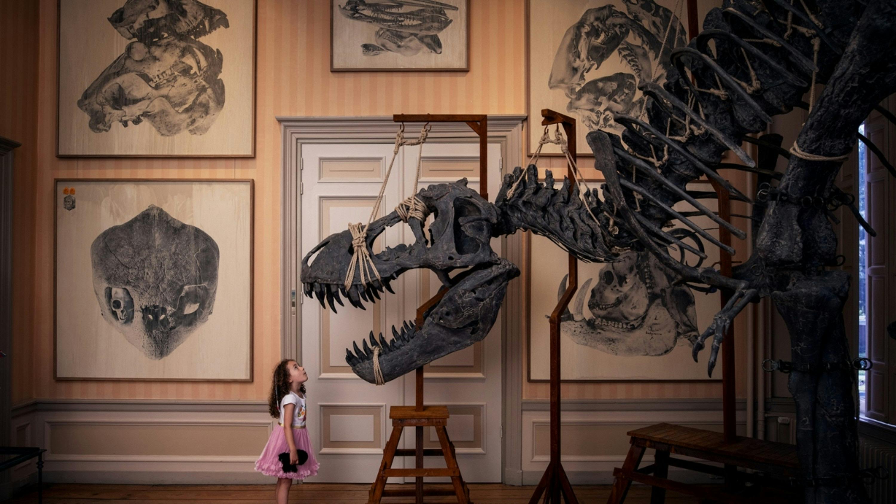 Art Zoo Museum Amsterdam: Entry Ticket