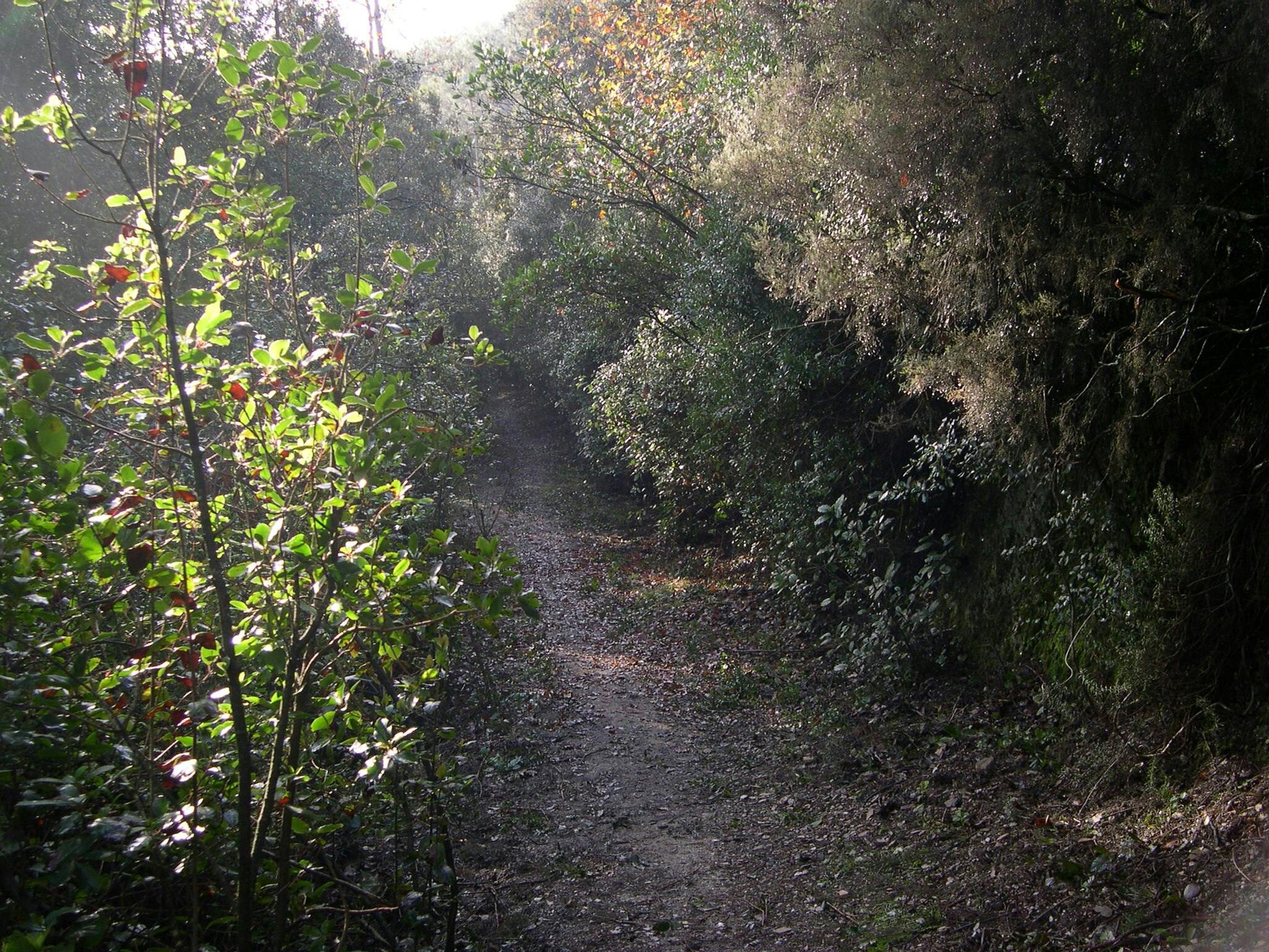 En smal snavssti, der snor sig gennem tætte, solbeskinnede grønne områder og buske i et skovområde.