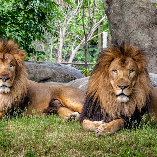 Franklin Park Zoo: Entry Ticket