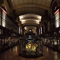 En svagt upplyst museumshall med glaslådor som visar taxidermidjur och ett välvt tak ovanför.