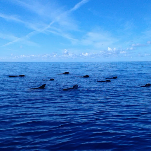 Los Gigantes: Passeio de barco guiado de 5 horas para observação de baleias a partir de Costa Adeje + almoço - Photo 6