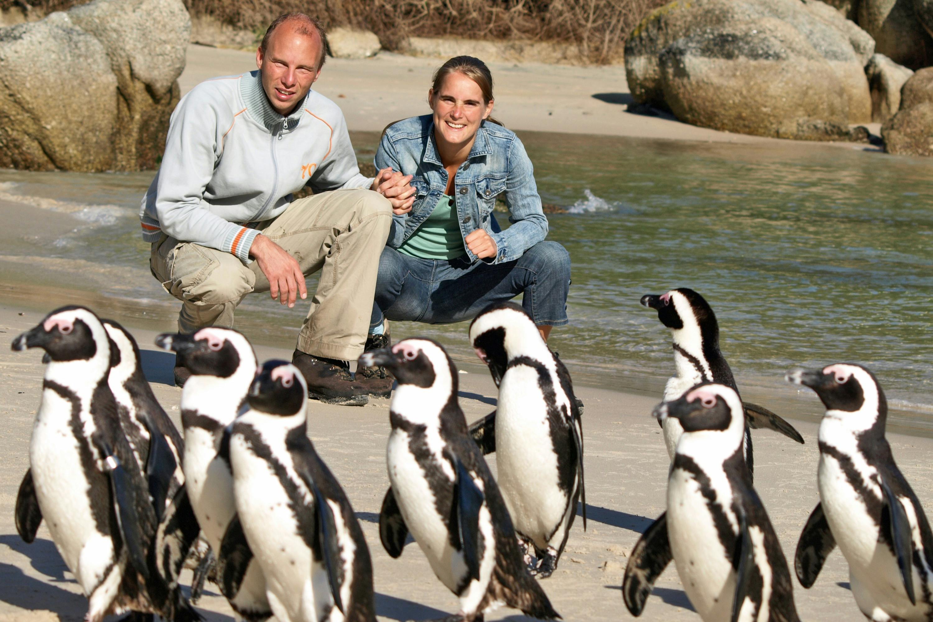 Les visiteurs peuvent voir de près les manchots à la plage de Boulders.