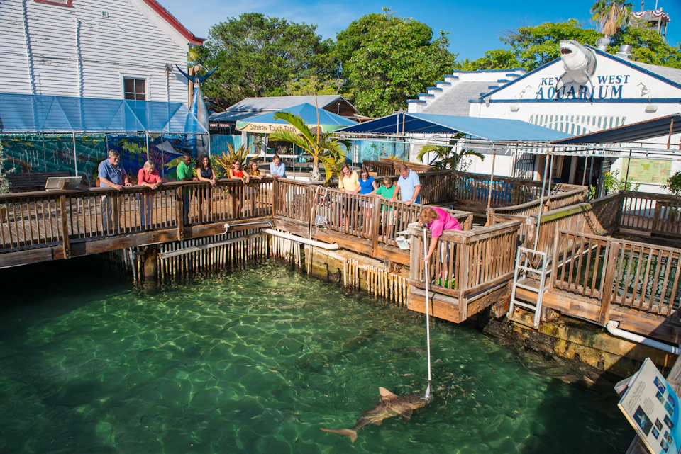 People stand on a wooden dock at an aquarium, watching a person feed a shark in clear water below. Buildings and trees in the background.
