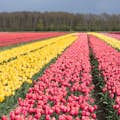 Você só pode ver os icônicos campos de tulipas holandesas na primavera.