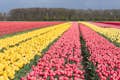 Die berühmten holländischen Tulpenfelder sind nur im Frühjahr zu sehen.
