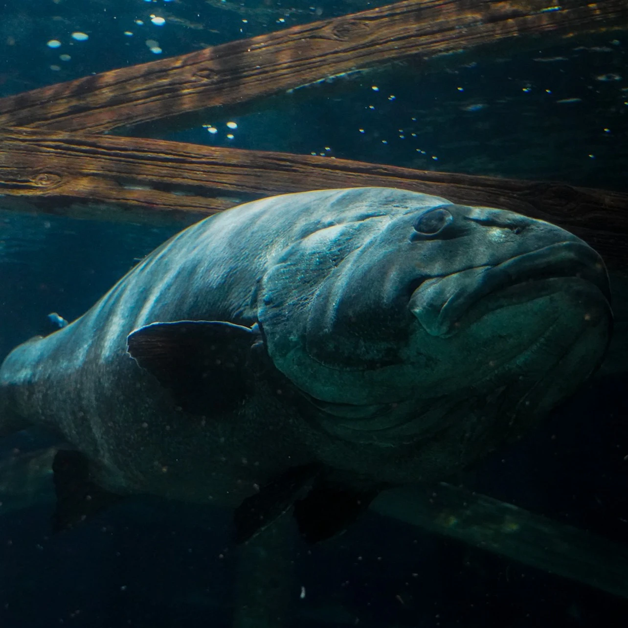 Aquarium of the Bay: Entry Ticket in San Francisco β Tiqets