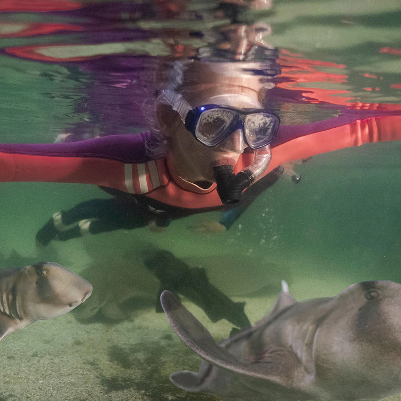 Irukandji Shark & Ray Encounters in Anna Bay β Tiqets