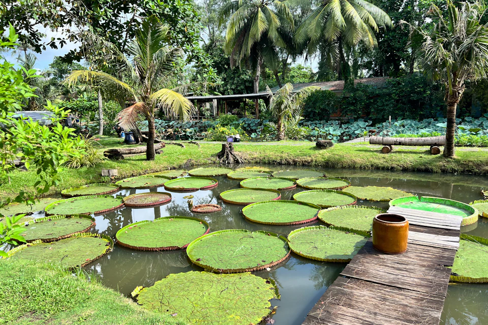 A pond with large lily pads, surrounded by lush green grass, palm trees, and a wooden walkway with a brown pot.
