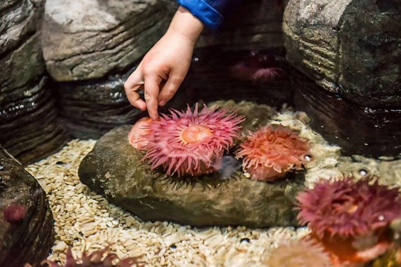 A person’s hand touching a pink sea anemone in a rocky tide pool. Other sea anemones and small shells are visible nearby.