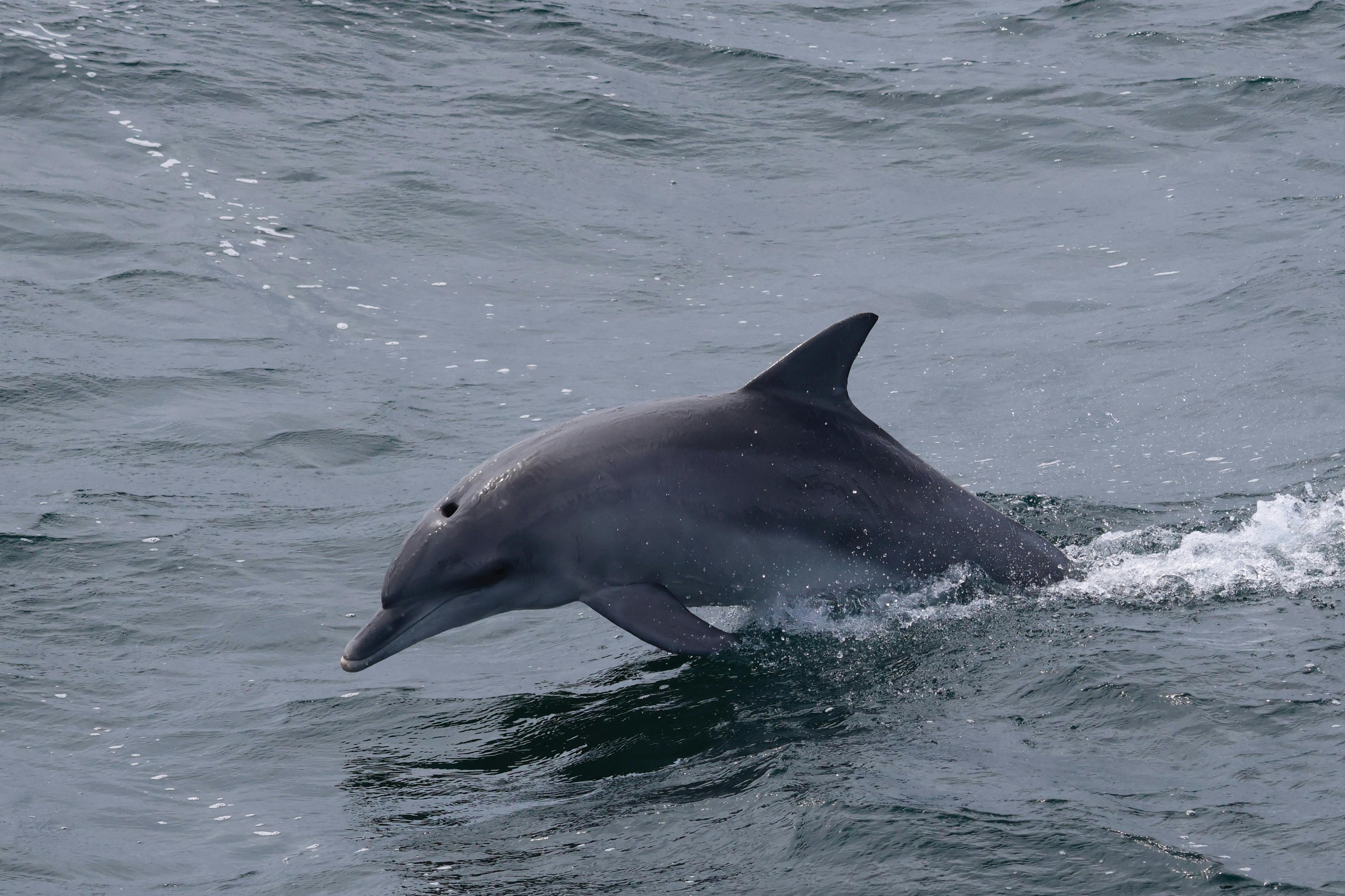 Dolphin Interactions from the Bow of the Boat