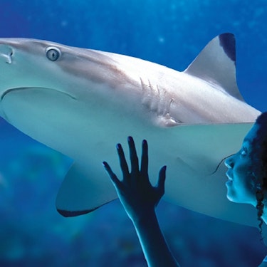 Malaga Sea Life Benalmadena biljetter