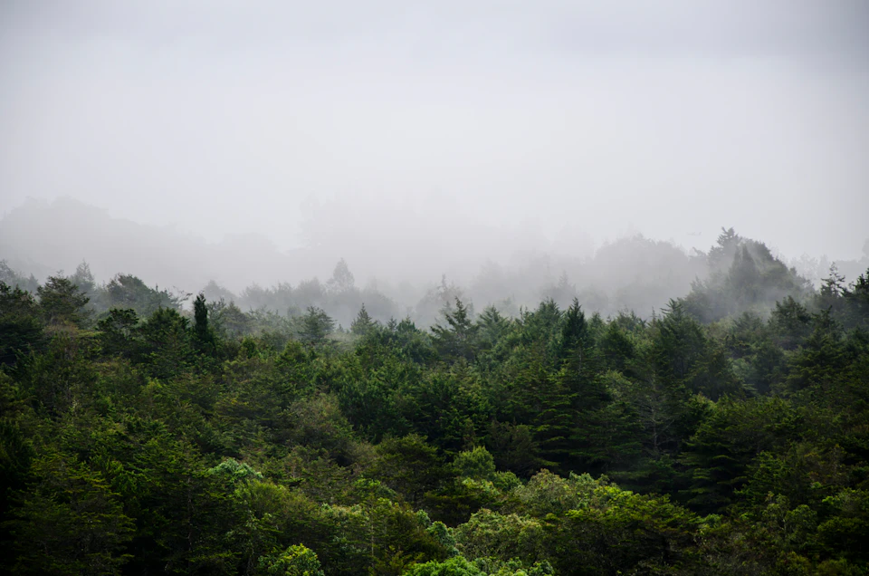 Dense green forest covered in mist, with tree tops extending into the foggy distance under a cloudy sky.