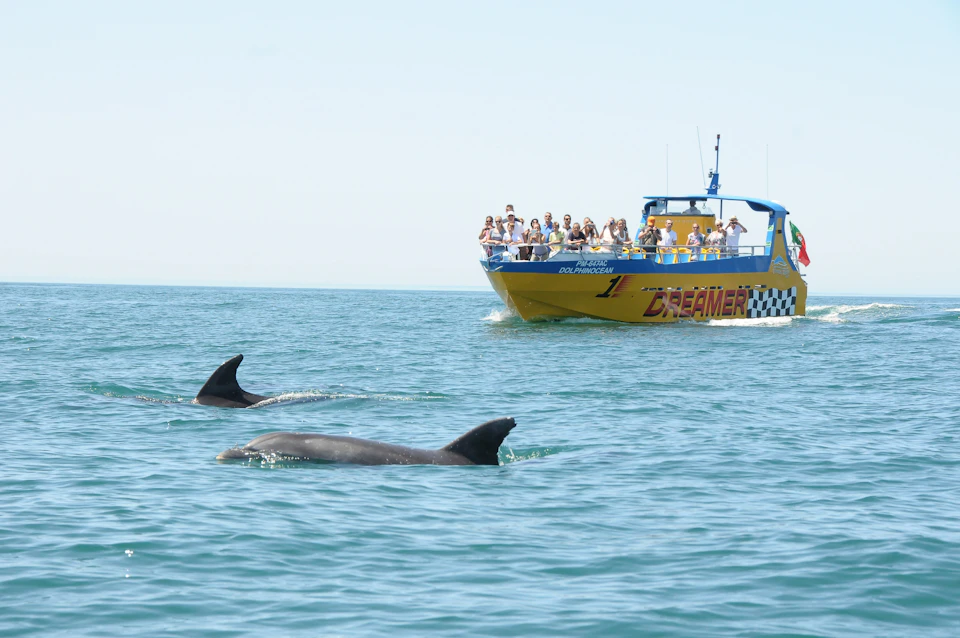 A group of people on a yellow tour boat watches dolphins swimming in the ocean.