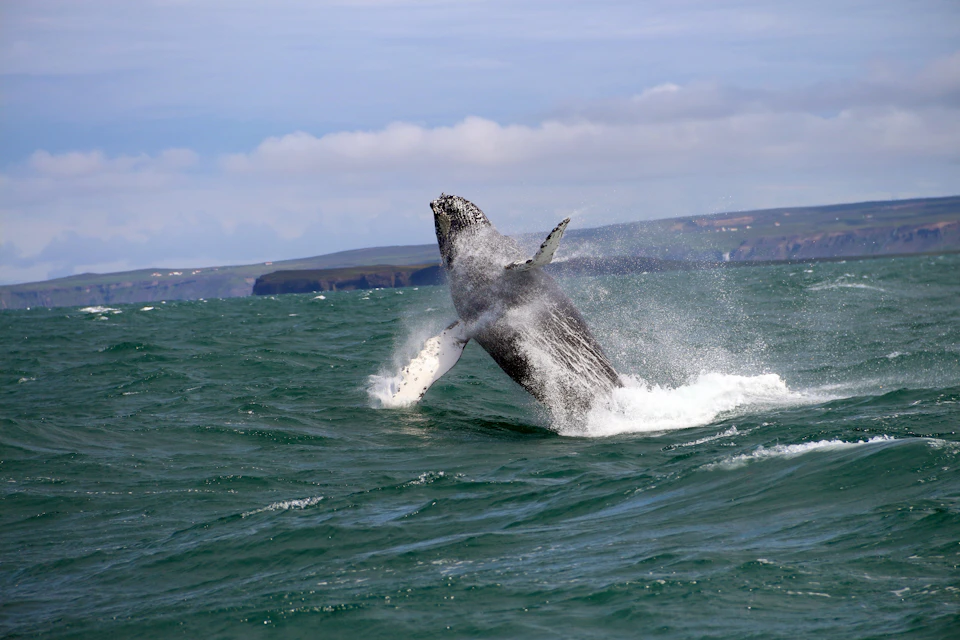 Humpback Whale