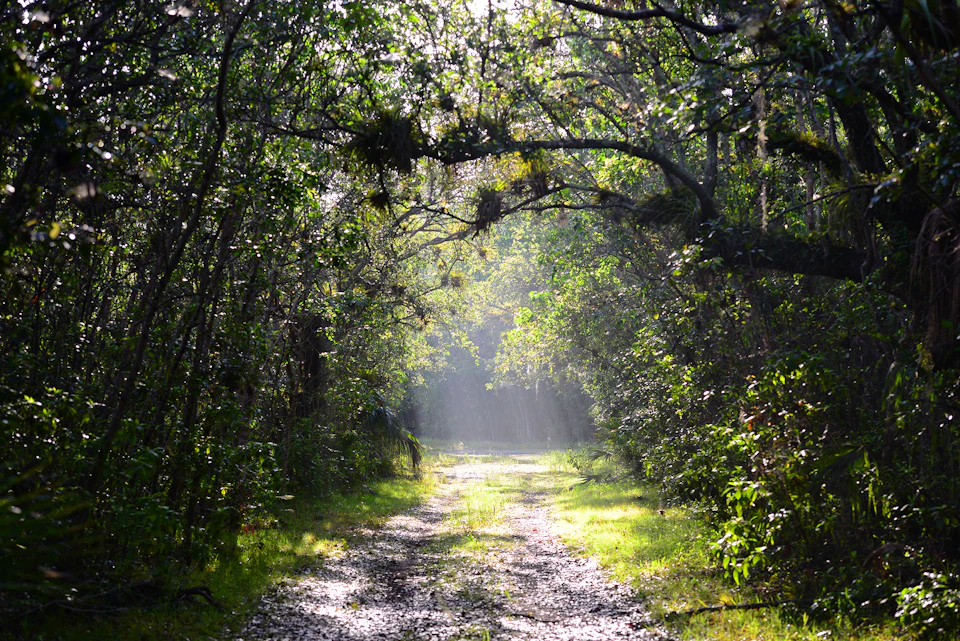 A sunlit forest path surrounded by dense, green foliage, with light beams streaming through tree branches overhead.