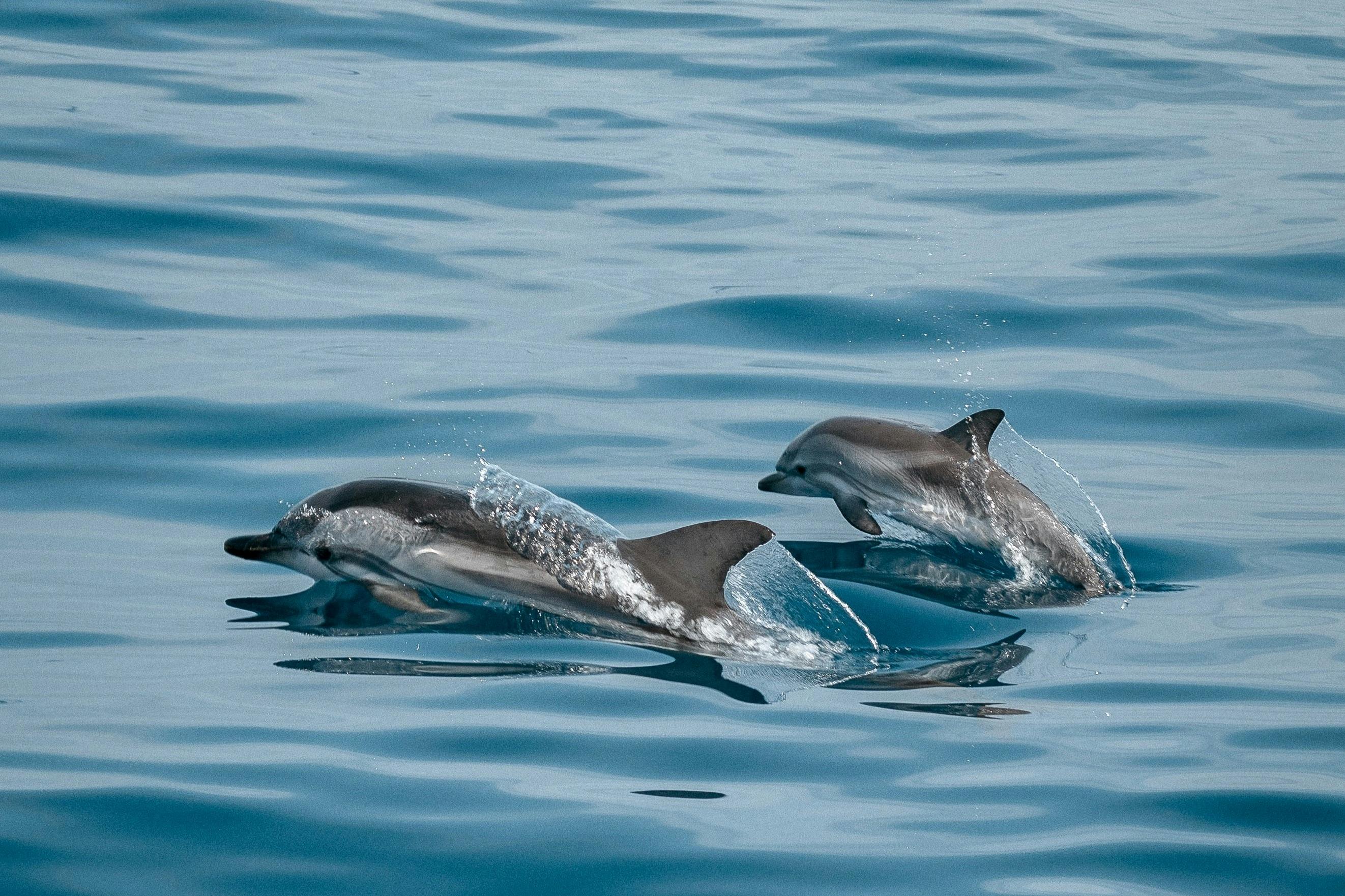 SATAYA Spinner Dolphins Marsa Alam
