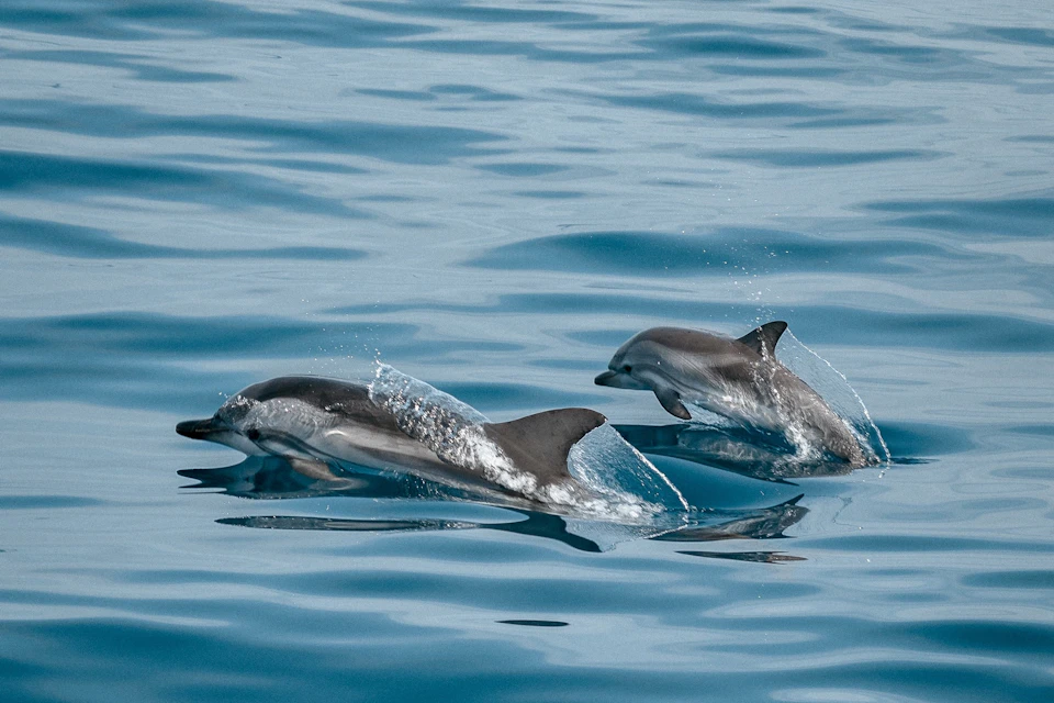 Sataya Spinner Dolphins Marsa Alam