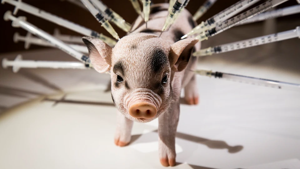 Pig with antibiotics needles