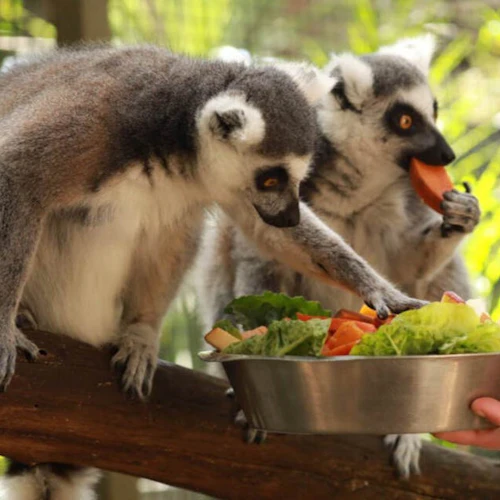 Gorge Wildlife Park: Entry Ticket