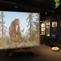 Museets utställningsrum med videoprojektion av en ullmammut i en skogsscen. Informativa displayer och skärmar på väggarna.