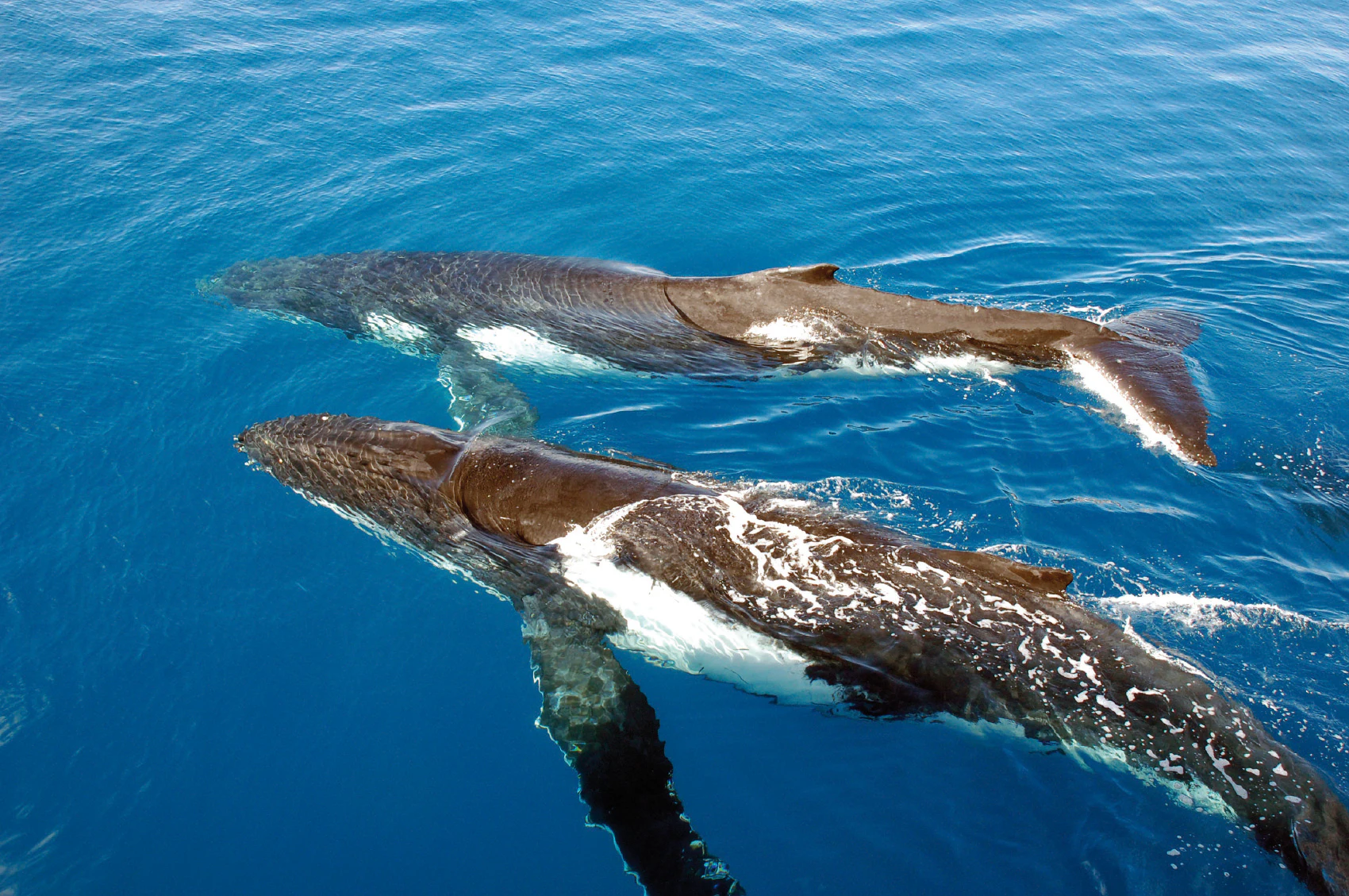 Sydney Harbour: Whale Watching Cruise + Breakfast/Lunch